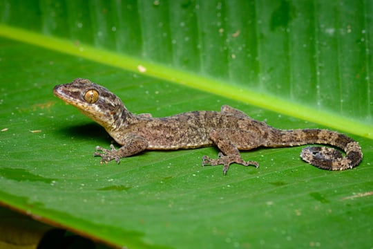 Thailand’s bent-toed gecko, named after a mythical tree nymph Rukha Deva, was discovered in the Tenasserim Mountains bordering Myanmar. 
