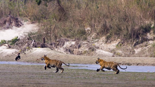 Two tiger cubs (Panthera tigris) run together in Bardia National Park, Nepal.
