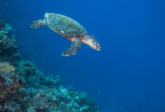 A critically endangered hawksbill turtle (Eretmochelys imbricata) encounteretd during a dive off northern Kia Island. Great Sea Reef Survey, Fiji.