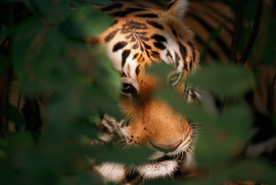 Tiger (Panthera tigris), Kanha National Park, India.