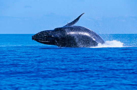 Humpback whale, French Polynesia