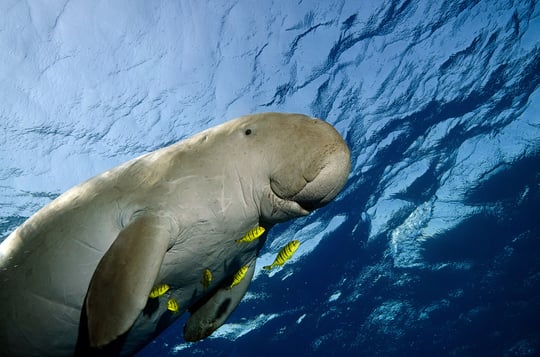 A dugong swimming in the sea.