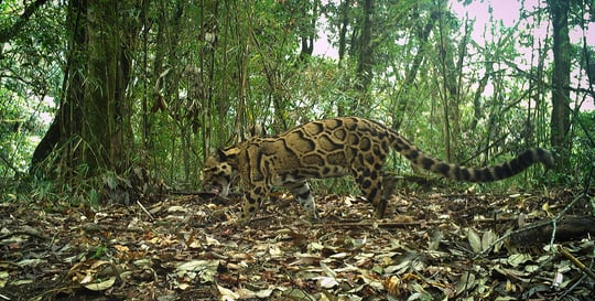 BC-9 provides crucial landscape connectivity for species such as the clouded leopard