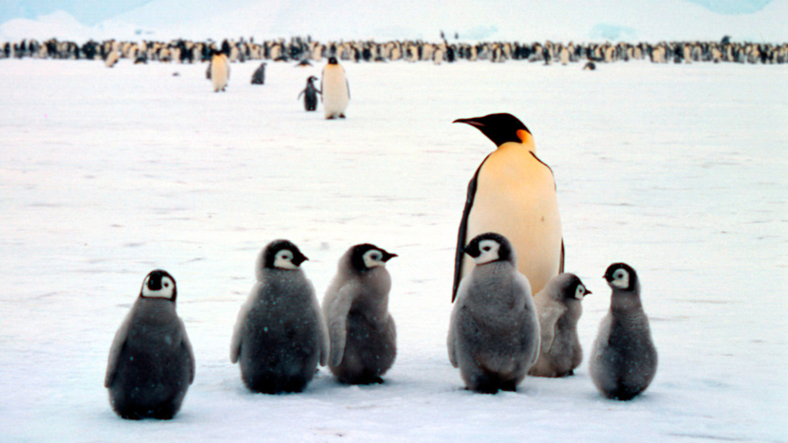 Emperor penguins, krill at risk from sea-ice loss